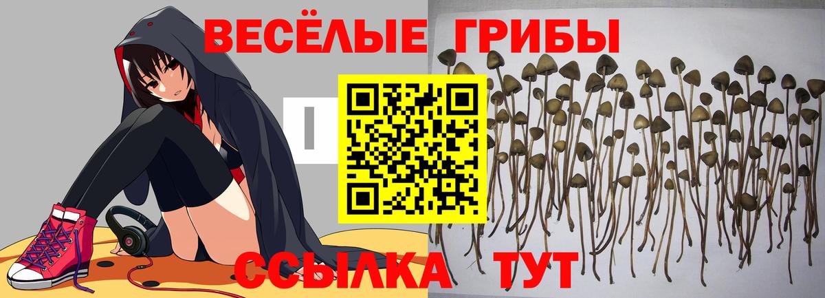Псилоцибиновые грибы GOLDEN TEACHER Карталы